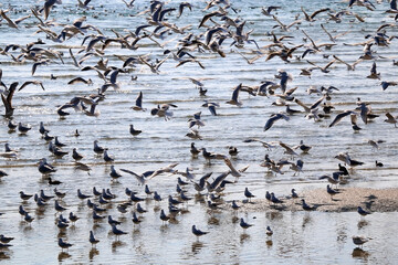 Flock of seagulls on the beach. Selective focus.
