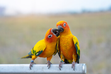 Yellow parrots love and taking care each other. lovely and beautiful parrot