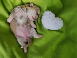 a newborn Chihuahua puppy sleeps on a green blanket. next to it is a fluffy white heart. the dog is fawn-colored. an image for a postcard about love.
