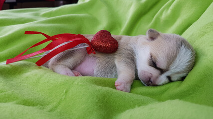 a newborn Chihuahua puppy is sleeping. next to it is a red heart. postcards about love.