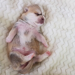 a newborn blind Chihuahua puppy sleeps on a light background. cute little defenseless dog