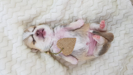 a newborn Chihuahua puppy sleeps on a light blanket. next to it is a heart. the dog is fawn-colored. an image for a postcard about love.