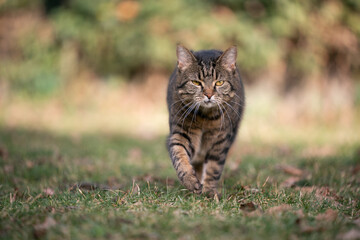 Naklejka na ściany i meble old tabby cat looking walking towards camera on grass with copy space