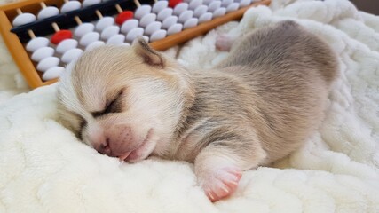 cute little Chihuahua puppy fell asleep next to the abacus. the child is tired of "gnawing the granite of science". it's hard to learn mental arithmetic.