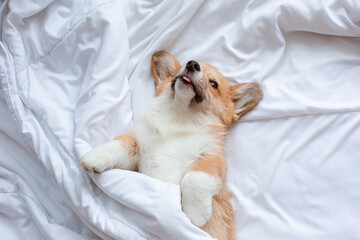 Cute funny Welsh Corgi puppy lying on its back on a white sheet resting, top view