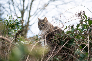 Naklejka na ściany i meble maine coon cat climbing through lush foliage outdoors in nature