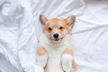 Cute funny Welsh Corgi puppy lying on its back on a white sheet resting, top view