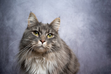 Fototapeta na wymiar gray maine coon cat studio portrait with copy space