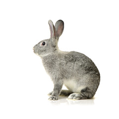 grey rabbit on a white background