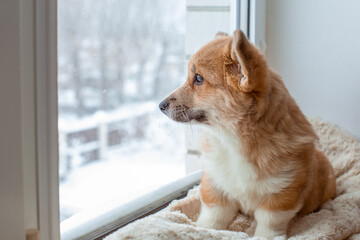 puppy dog welsh corgi sits on the window, sadly look out the window, waiting