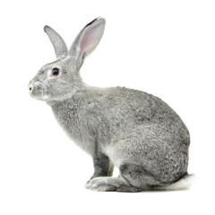 grey rabbit on a white background