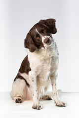Dutch Patridge Dog with tilted head looking at the camera on a white background