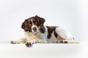 Dutch Partridge Dog lying down on a white background looking at the camera with head tilted a bit