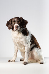 Dutch Partridge Dog sitting on a white background looking at the camera