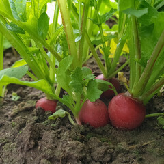 Concept of gardening- eco friendly organic red radish growing in the garden. Copy space food