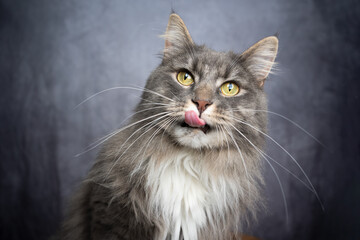 Fototapeta na wymiar hungry blue tabby white maine coon cat licking lips portrait with copy space