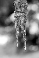 Eizzapfen Winter Makro transparent klar durchscheinend Detail Tropfen Graustufen schwarz weiß...