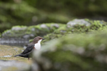 Beautiful portrait of dipper male between the rocks (Cinclus cinclus)