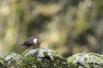 Isolated dipper male perched on the rock (Cinclus cinclus)