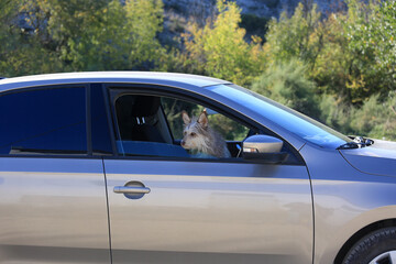 The dog sits and waits in the car