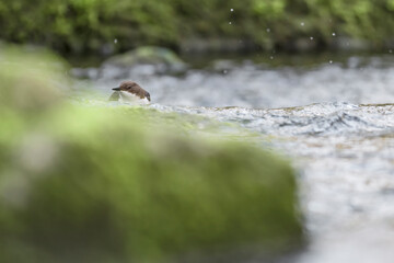 The dipper at hunt on rushing river (Cinclus cinclus)