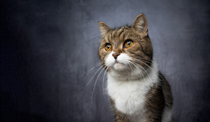 studio portrait of curious tabby white british shorthair cat with copy space