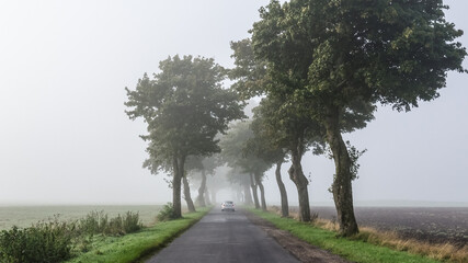 FOGY WEATHER - A car on the road among the trees 
