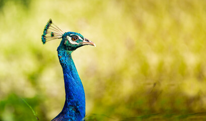 Peacock with Crown