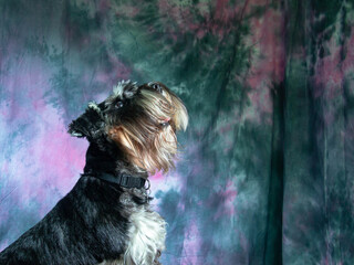 Yorkshire terrier looking up on a colored background