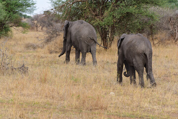 Elefanten im Tarangire-Nationalpark in Tansania