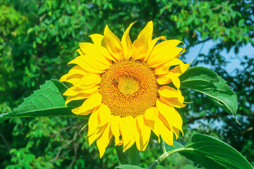 Obraz premium Yellow sunflower growing in summer field with pollen honey bee