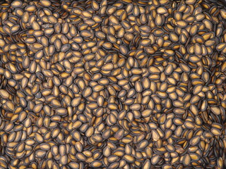  Black Melon Seeds background