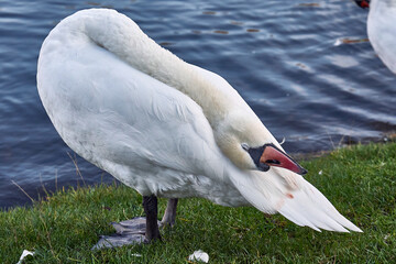 Schwan putzt sich am Landwehrkanal, Kreuzberg, Berlin
