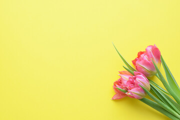 Bouquet of pink  spring tulips and place for text for Mother's Day or 8 March on a yellow background. Top view flat style.
