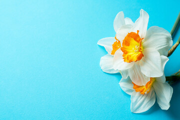 Spring bouquet of daffodils on a blue background. Place for text for Mother's Day or 8 Marc. Top view flat style.