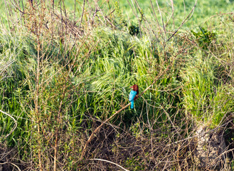 The Kingfisher  bird sits on the branches of a bush on the shore of a reservoir in a nature reserve on Lake Hula on an early winter morning in northern Israel