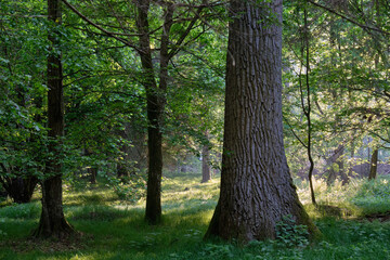 Light entering rich deciduous forest
