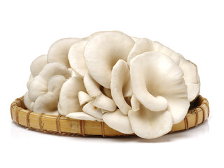 oyster mushroom on white background