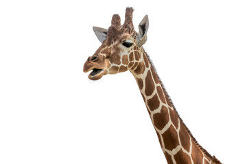 Isolated giraffe head on white background