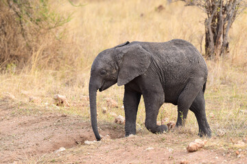 Fototapeta premium Junger Elefant im Tarangire-Nationalpark in Tansania