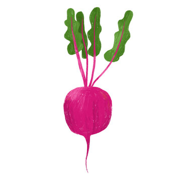 Illustrated beetroot with leaves and bright colors