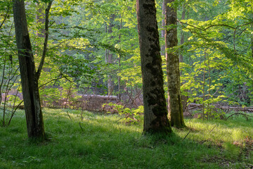 Light entering rich deciduous forest