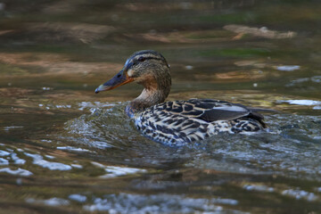 Stockente auf einem See	