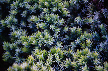 Coniferous plant close up natural background