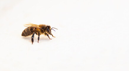 Bee isolated on the white