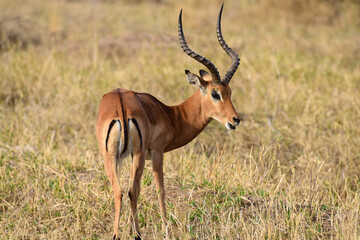Fototapeta premium Impala im Tarangire-Nationalpark in Tansania