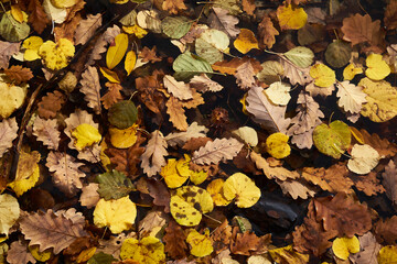 Herbstblätter im Wasser