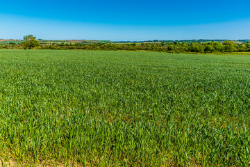 A view across a field of Barley growing outside Great Bowden close to Market Harborough in summertime