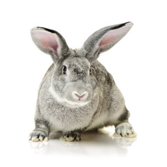 Fototapeta premium rabbit isolated on white