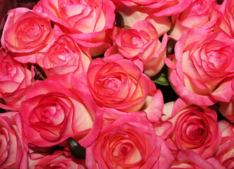 Obraz na płótnie Canvas pink roses background